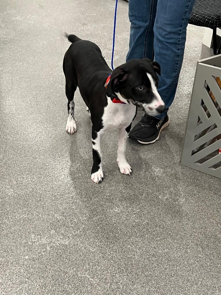 Enlarge Natty, a Adoptable mixed breed in Lunenburg, VT image 1/3