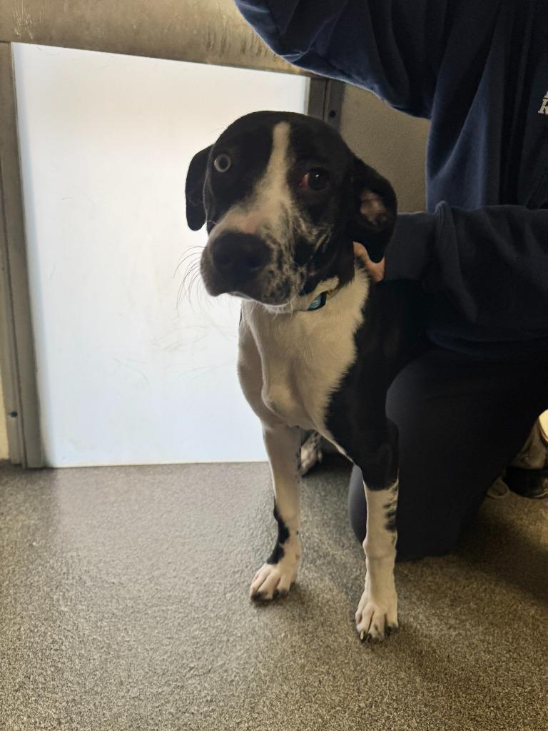 Enlarge Natty, a Adoptable mixed breed in Lunenburg, VT image 3/3