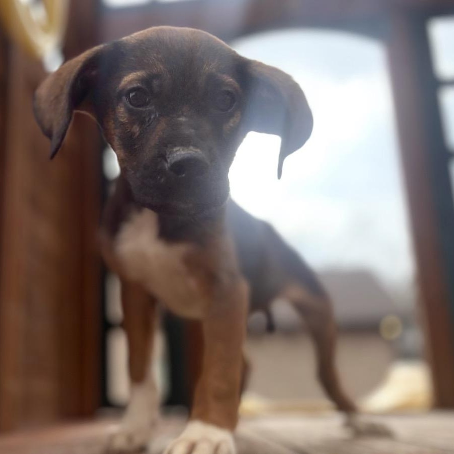 Enlarge Vader, a Adoptable mixed breed in Hartford, CT image 3/6