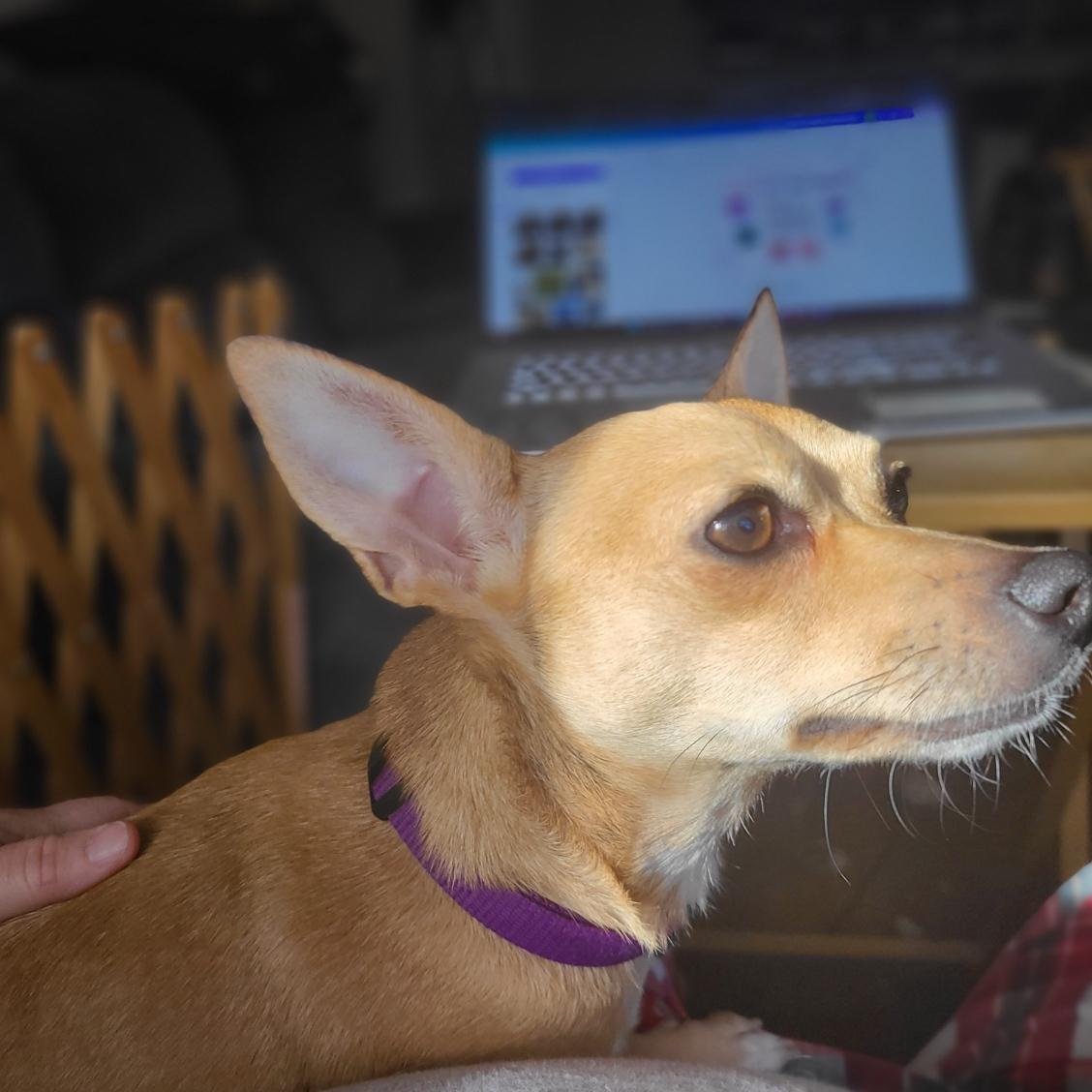 Enlarge Penny, an adopted Chihuahua in Mechanicsville, MD image 3/4