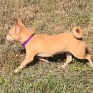 Enlarge Penny, an adopted Chihuahua in Mechanicsville, MD image 2/4