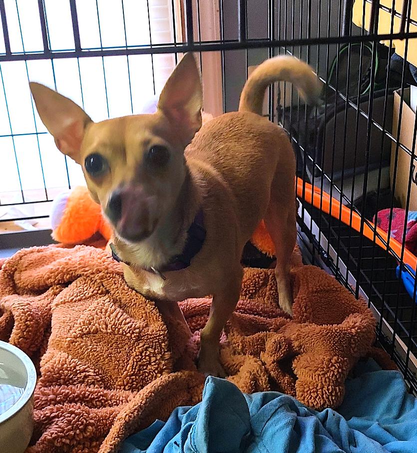 Enlarge Penny, an adopted Chihuahua in Mechanicsville, MD image 1/4