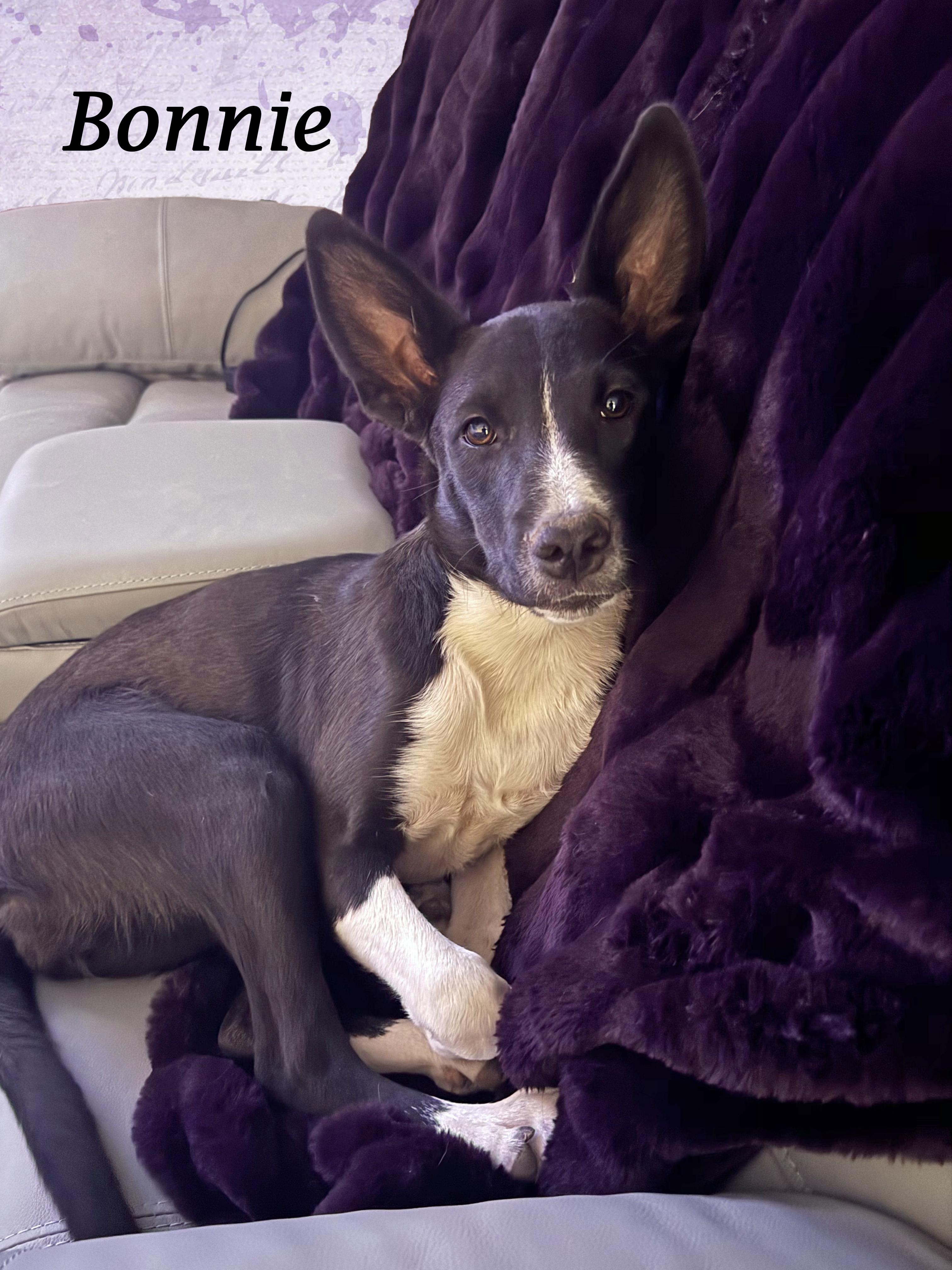 BONNIE (& Clyde), Adoptable, Young Female Terrier & Border Collie.