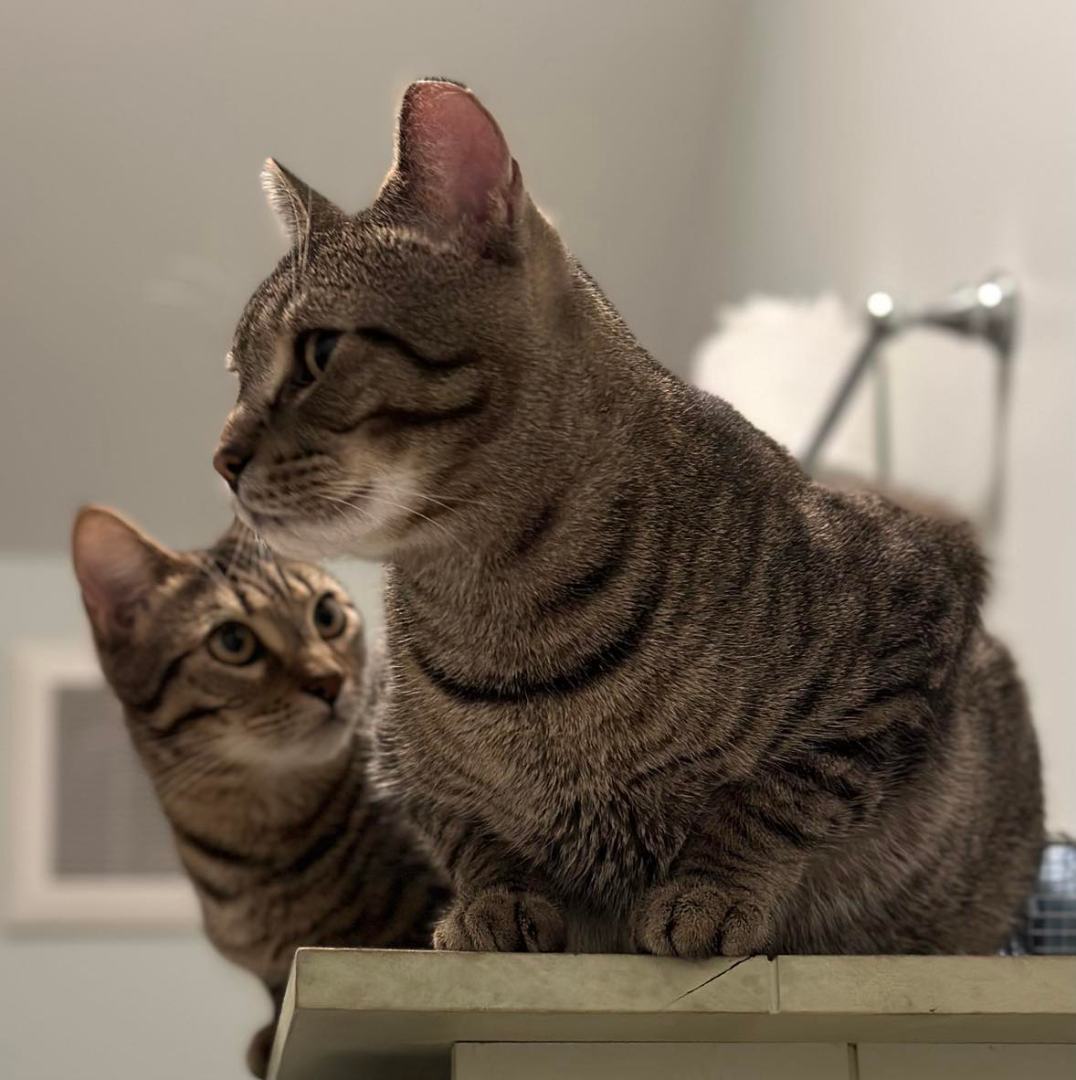 Linus (Porthos) and Lionel