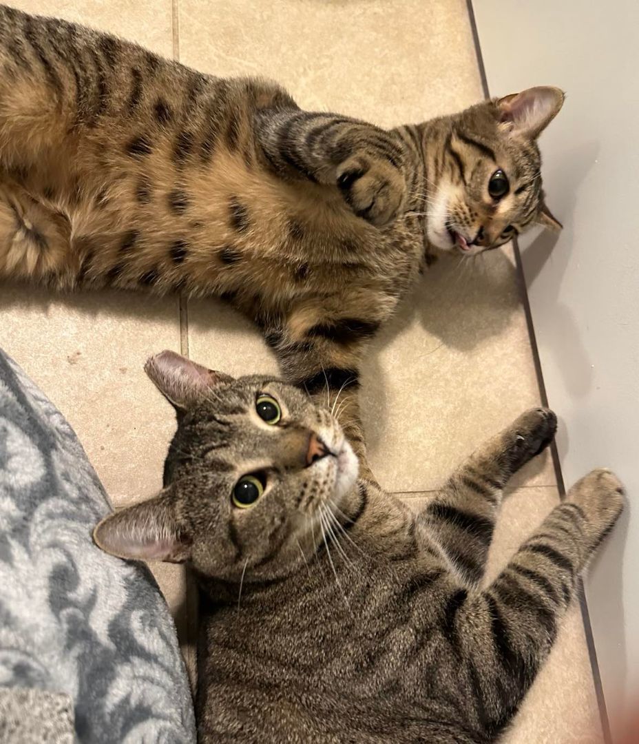 Linus (Porthos) and Lionel, a Adoptable Domestic Short Hair in North Myrtle Beach, SC image 2/4