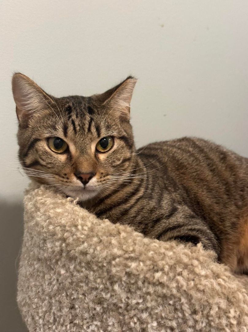 Linus (Porthos) and Lionel, a Adoptable Domestic Short Hair in North Myrtle Beach, SC image 3/4