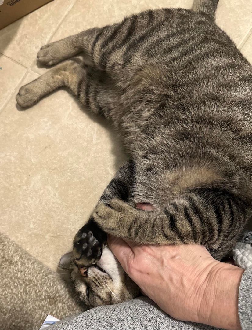 Linus (Porthos) and Lionel — thumbnail 4