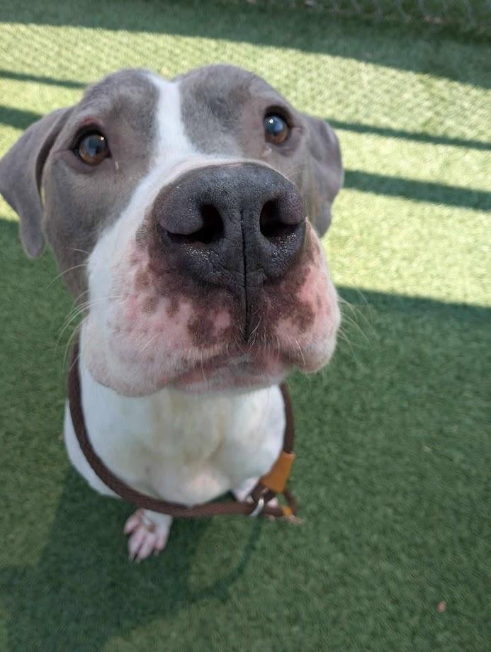 Enlarge Canyon (Foster/Adopter Needed By Jan 1st), a ADOPTABLE American Bulldog in Charlotte, NC image 3/6