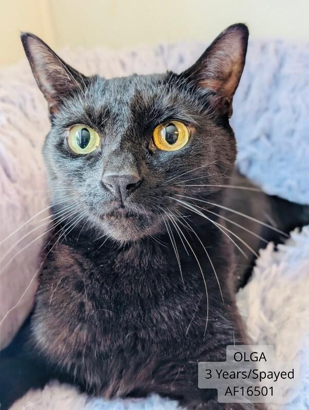 Enlarge Olga, a Adoptable Domestic Short Hair in Supply, NC image 1/1