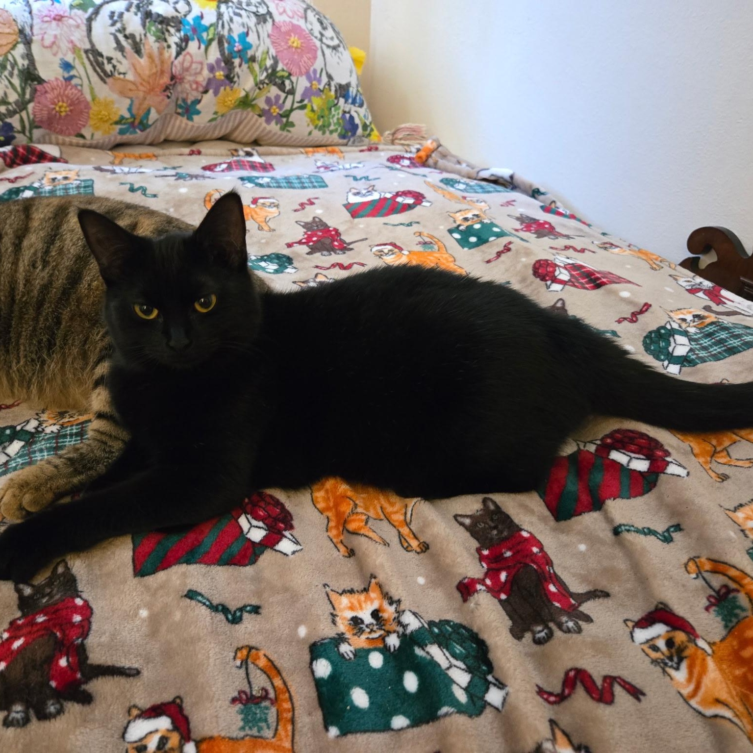 Enlarge Bella, a Adoptable Domestic Short Hair in jacksonville, FL image 3/3