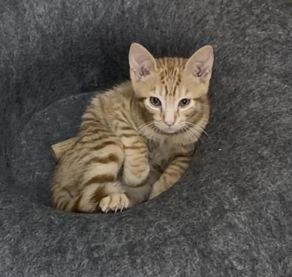Enlarge Toby Keith, a Adoptable Tabby in Mobile, AL image 1/2