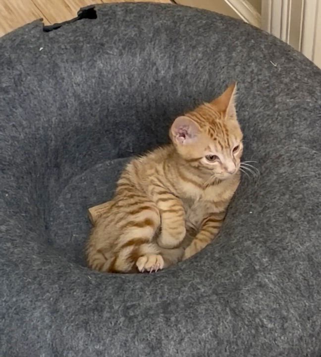 Enlarge Toby Keith, a Adoptable Tabby in Mobile, AL video 2/2