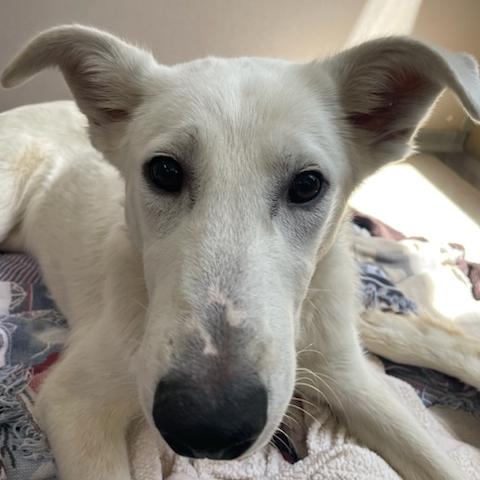 Enlarge Grover, a ADOPTABLE mixed breed in Los Angeles, CA image 4/5