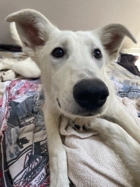 Enlarge Grover, a ADOPTABLE mixed breed in Los Angeles, CA image 2/5