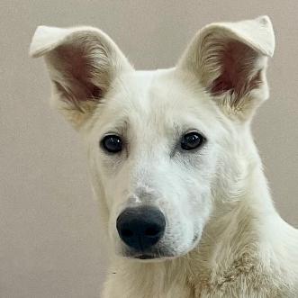 Grover, ADOPTABLE, Young Male Golden Retriever.