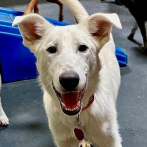 Grover, ADOPTABLE, Young Male Golden Retriever.