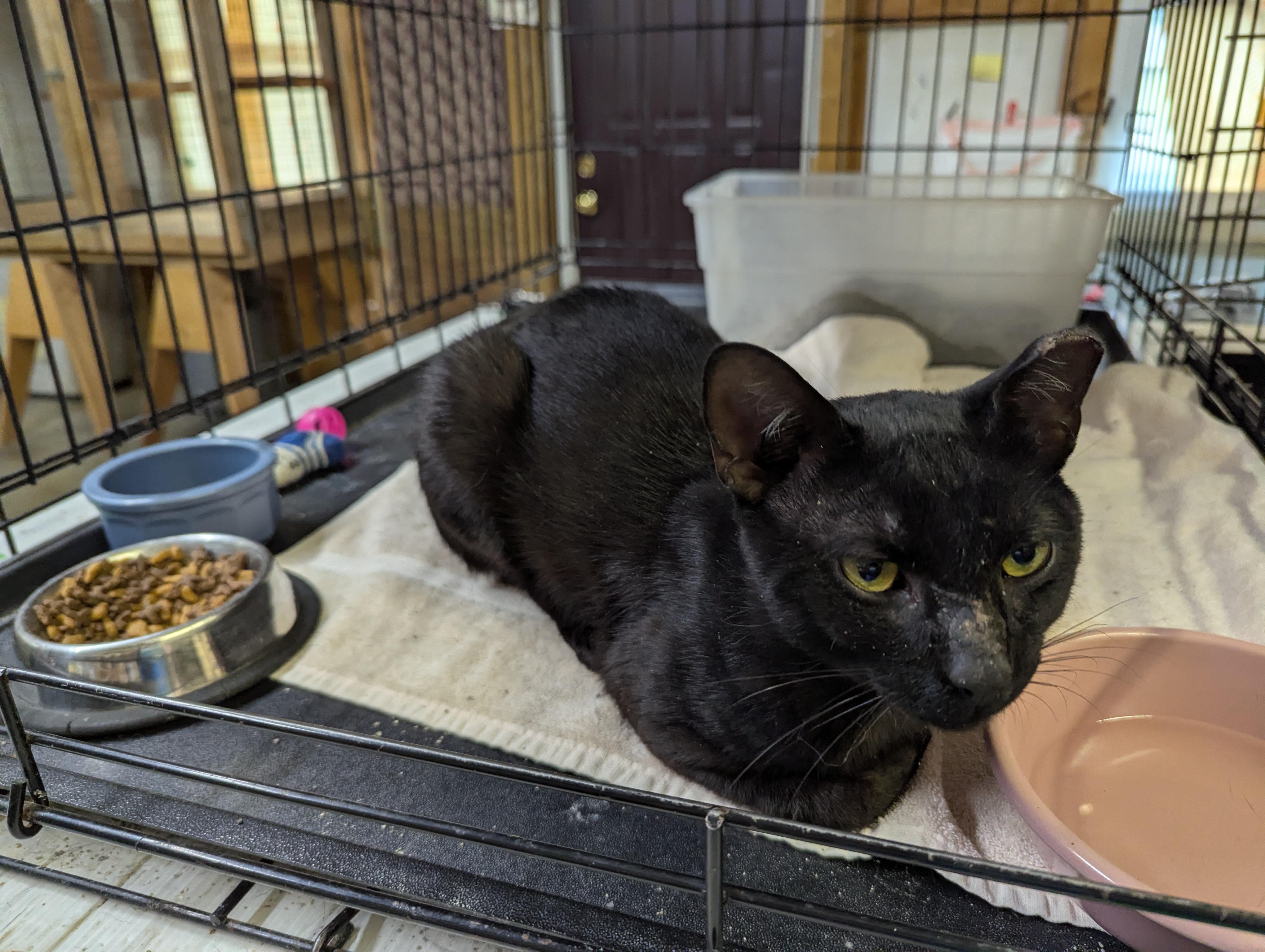 Finn, Adoptable, Young Male Domestic Short Hair.