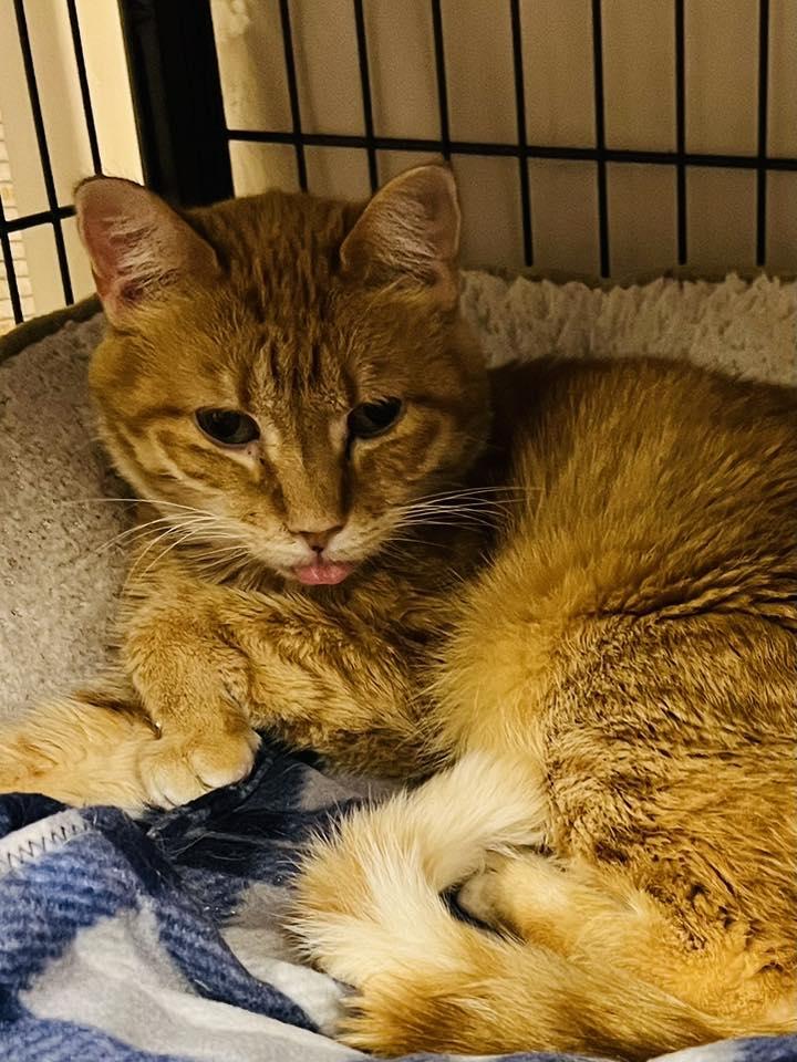 Fern, Adoptable, Adult Female Domestic Short Hair.