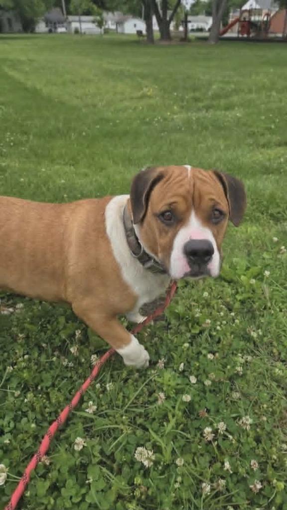 Pixie, Adoptable, Young Male Basset Hound & Beagle.