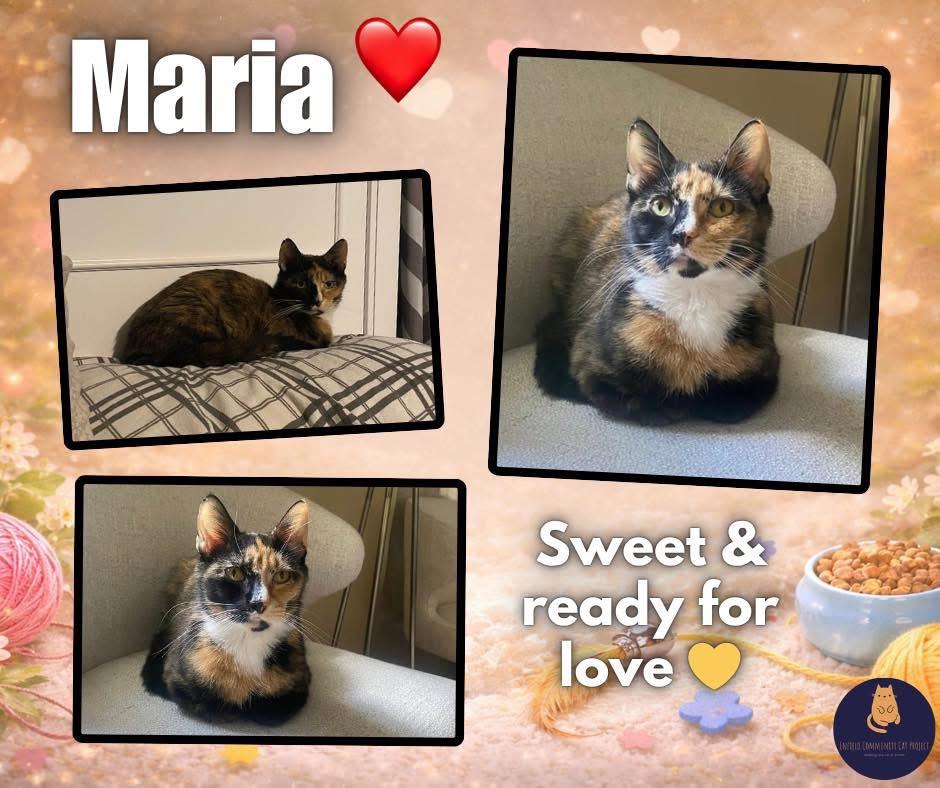 Maria (3 years old), an adopted Calico in Enfield, CT image 2/3