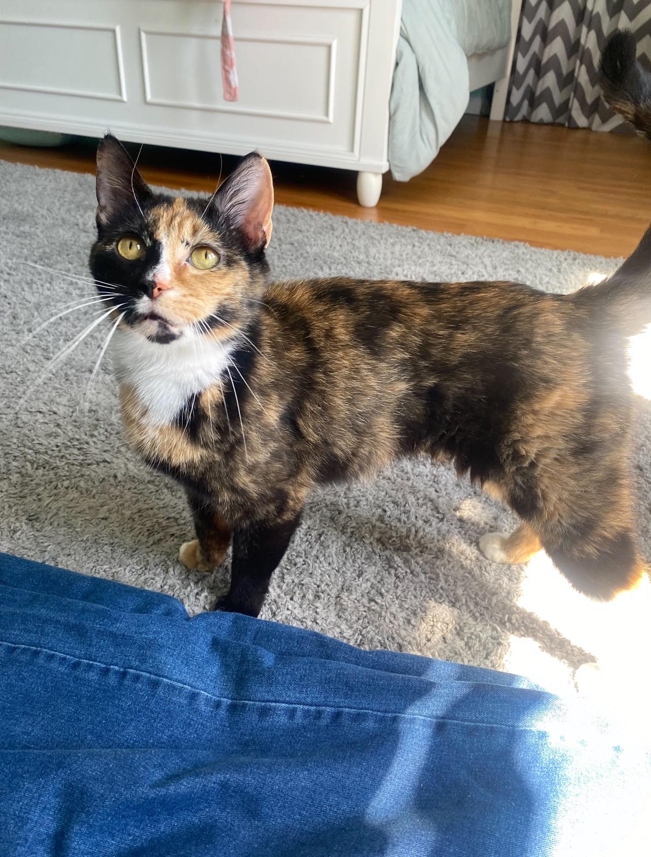 Maria (3 years old), adopted, Adult Female Calico.
