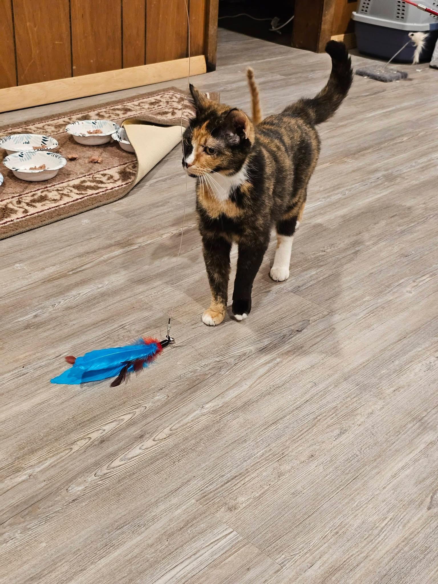 Maria (3 years old), an adopted Calico in Enfield, CT image 3/3