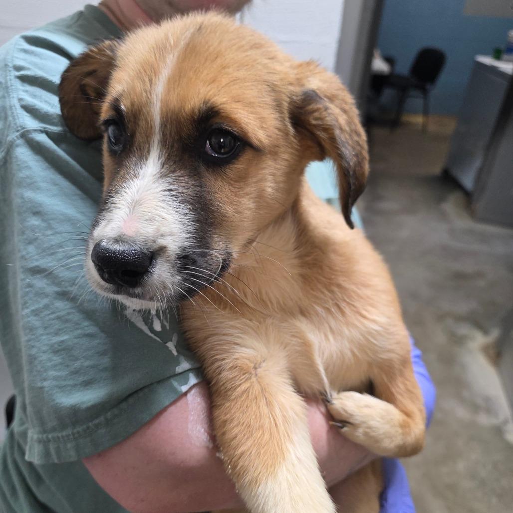 Brownie, Adoptable, Puppy Male Pit Bull Terrier.