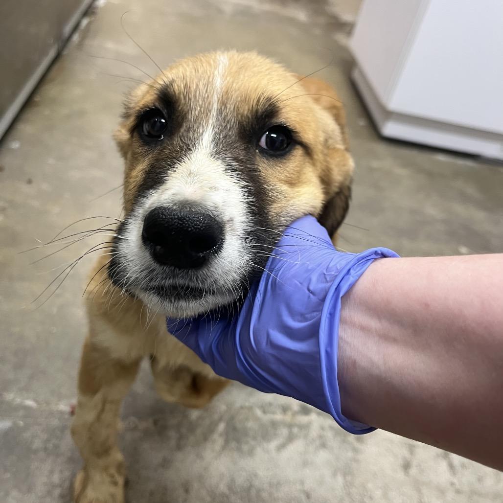 Enlarge Brownie, a Adoptable Pit Bull Terrier in Clanton, AL image 2/3