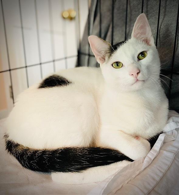 Maribelle w/ Hannub, Adoptable, Kitten Female Domestic Short Hair.