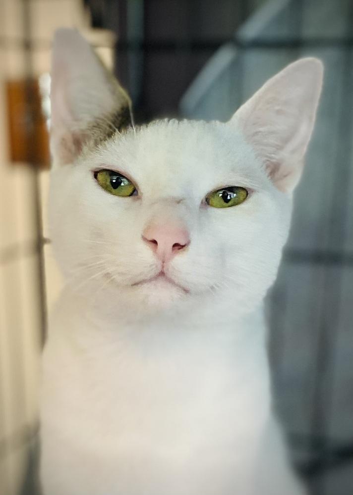 Maribelle w/ Hannub, a Adoptable Domestic Short Hair in Duxbury, MA image 4/6