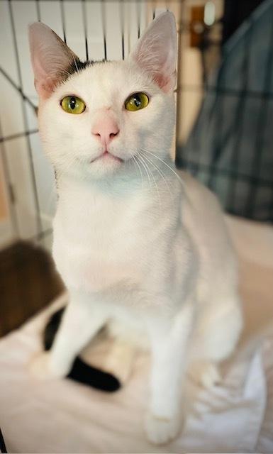 Maribelle w/ Hannub, a Adoptable Domestic Short Hair in Duxbury, MA image 5/6