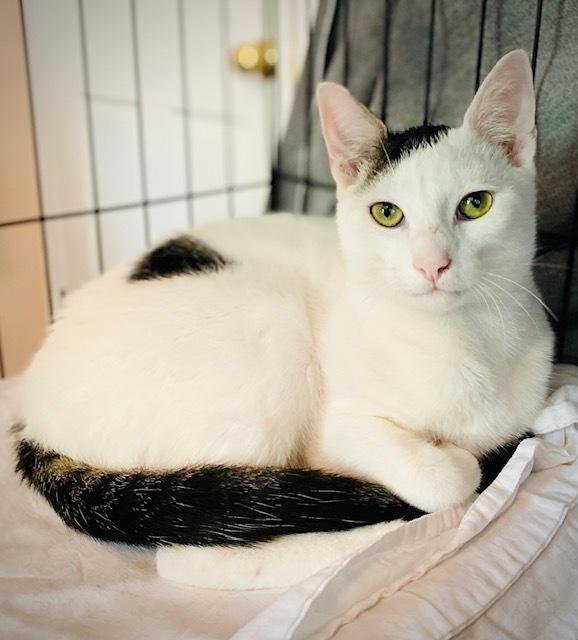 Maribelle w/ Hannub, a Adoptable Domestic Short Hair in Duxbury, MA image 6/6
