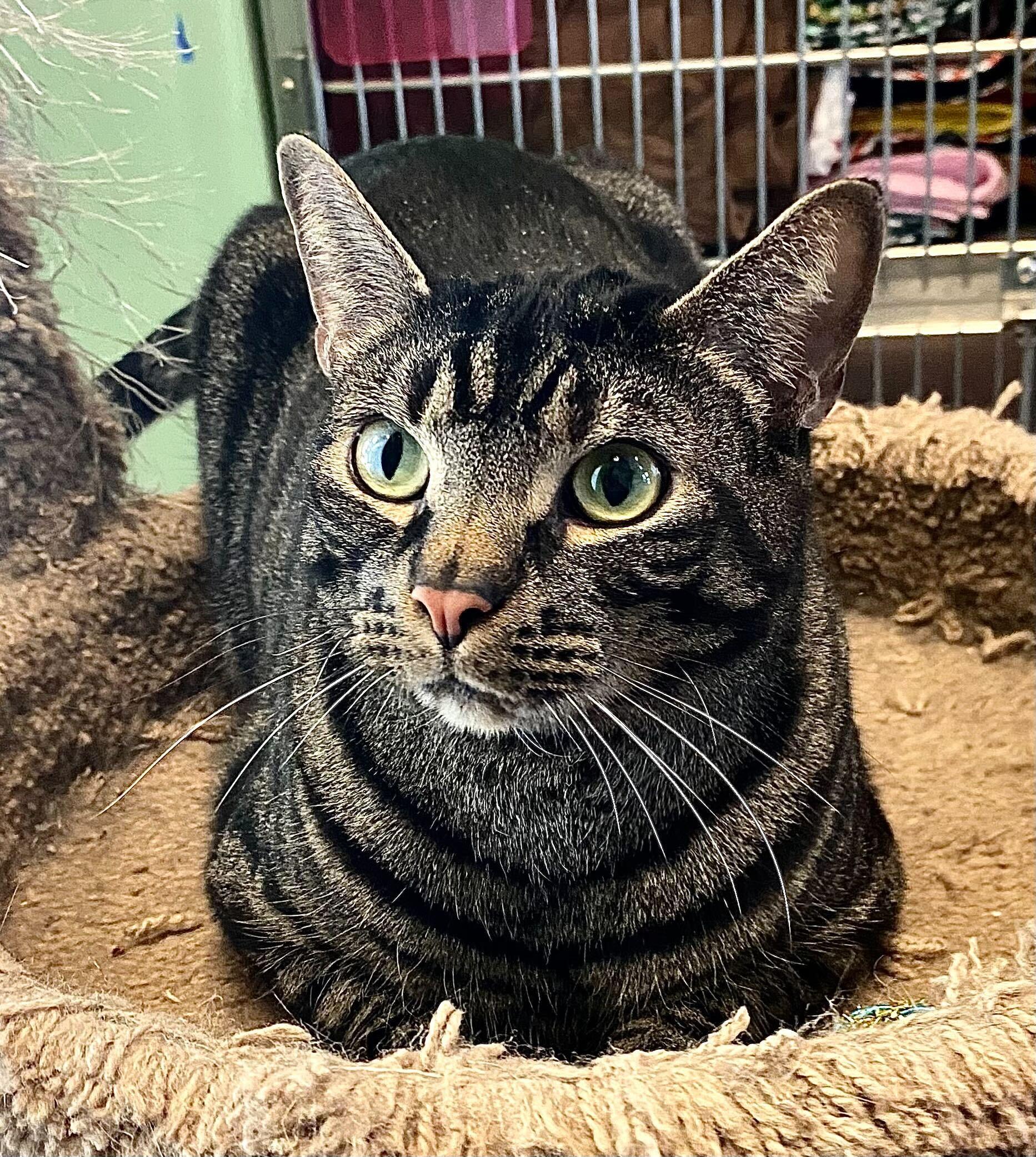 Draco, Adult Male Domestic Short Hair