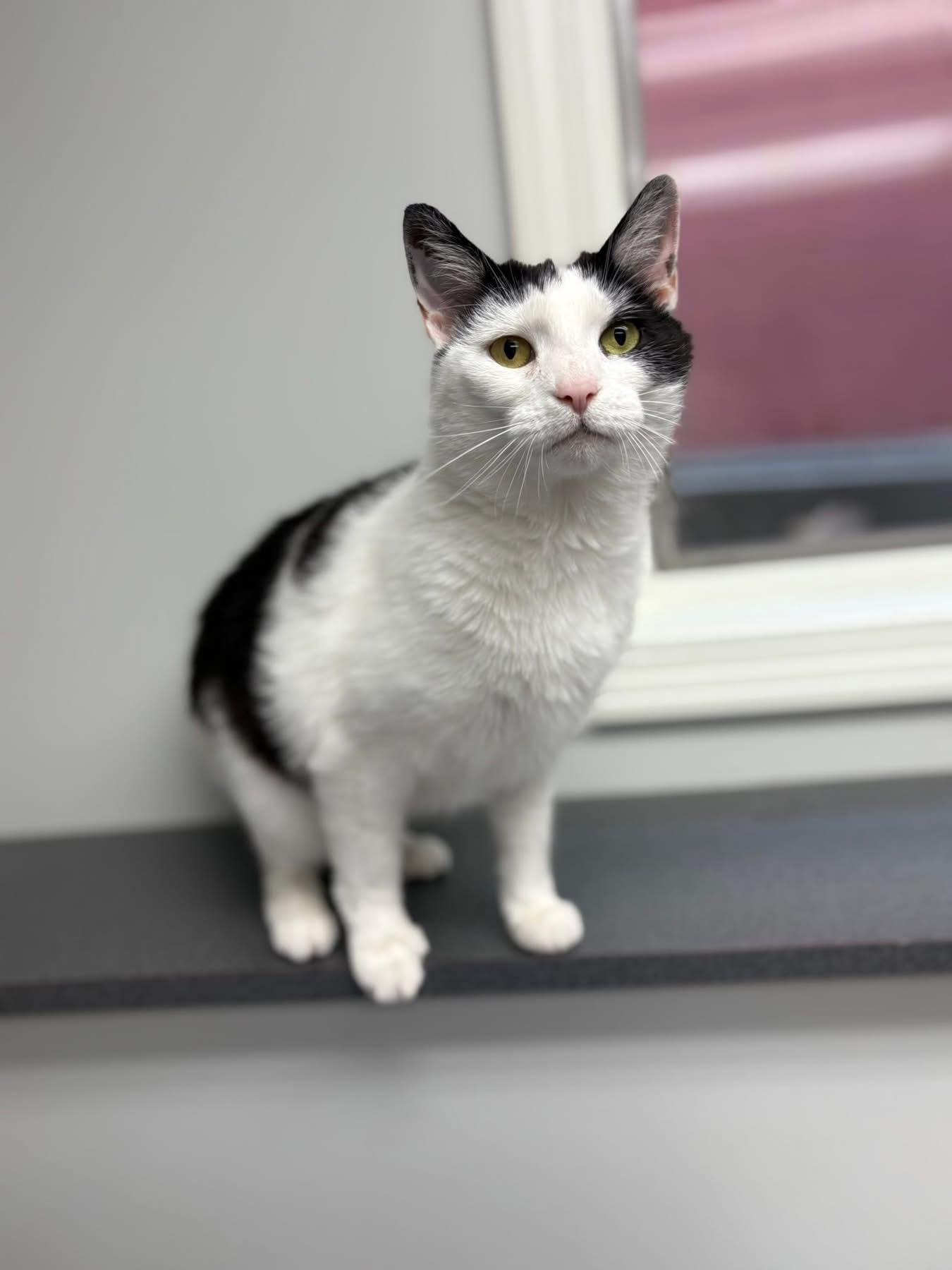 Rikki, Adult Female Domestic Short Hair
