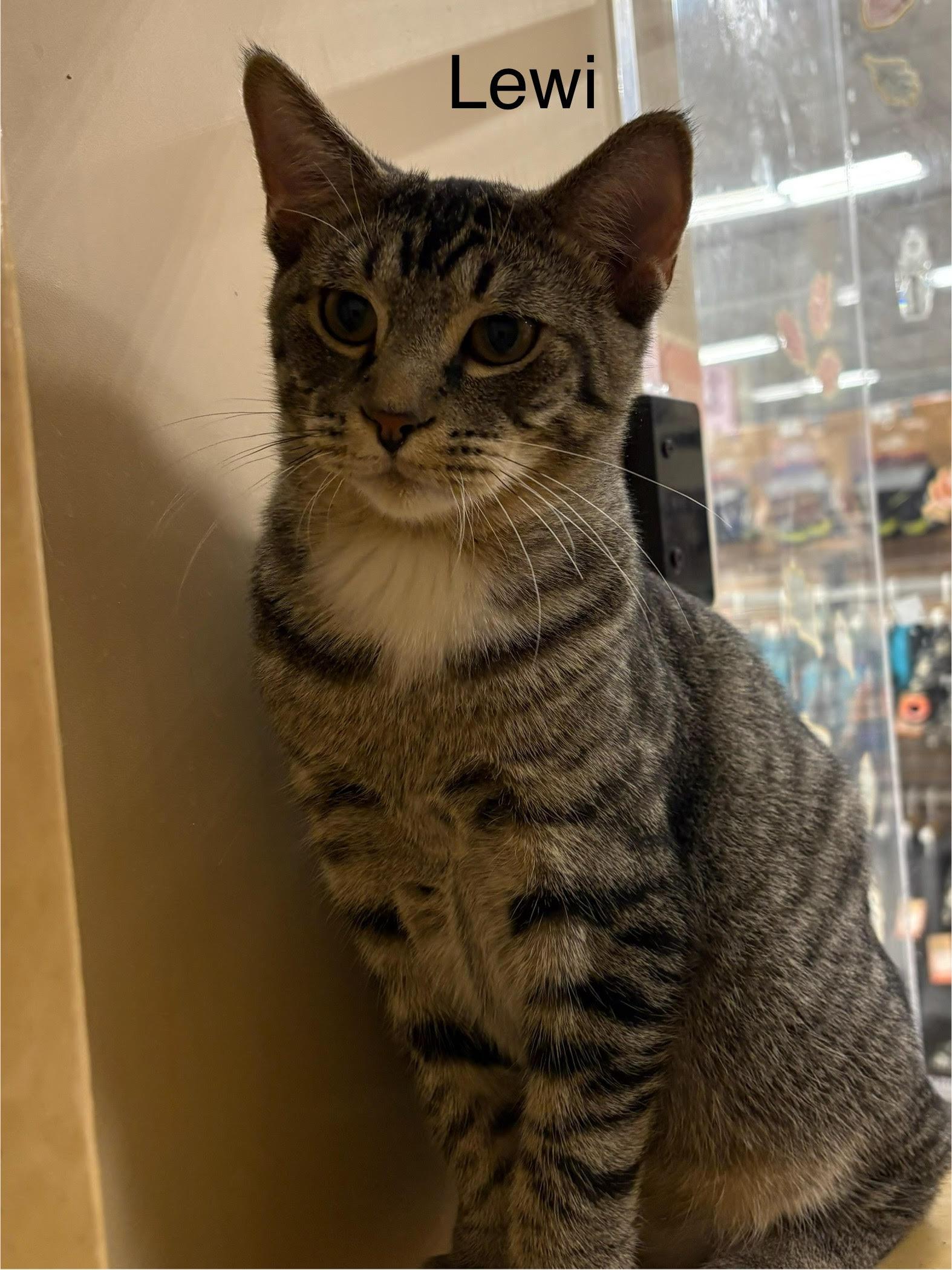 Lewi, ADOPTABLE, Kitten Male Domestic Short Hair.