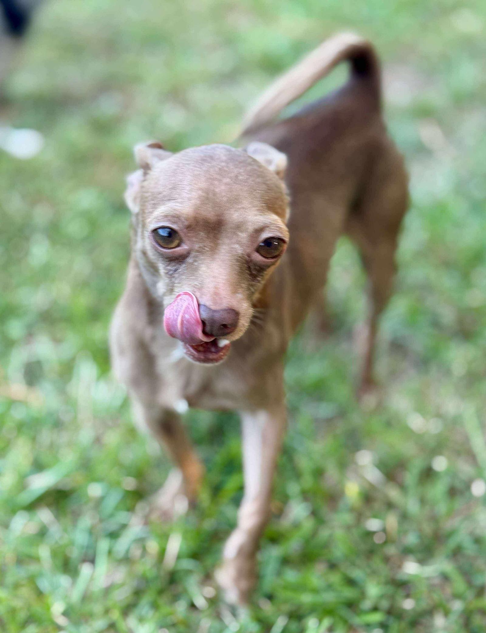 Kirby, a Adopted Chihuahua in Gulfport, MS image 1/3
