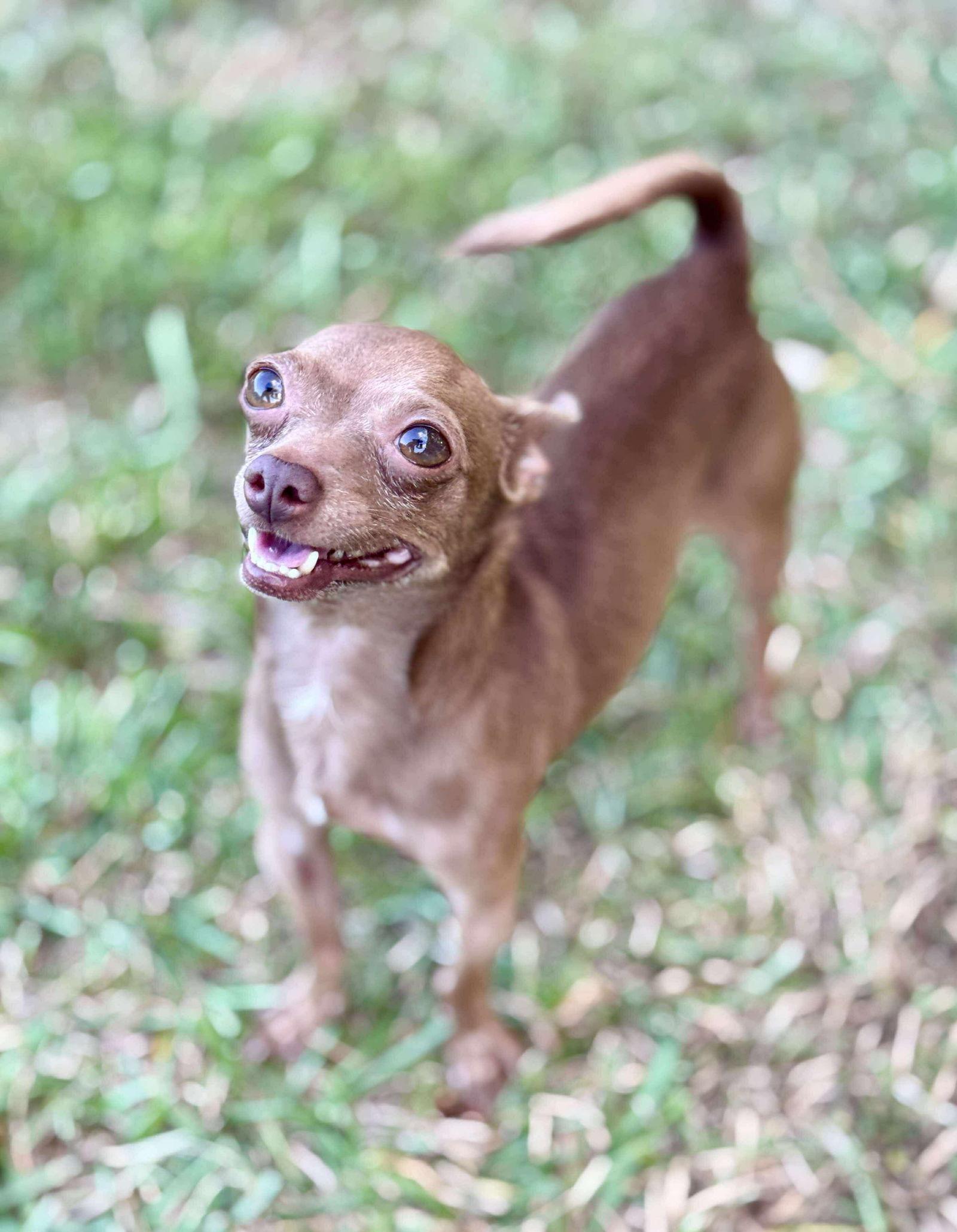 Kirby, a Adopted Chihuahua in Gulfport, MS image 2/3