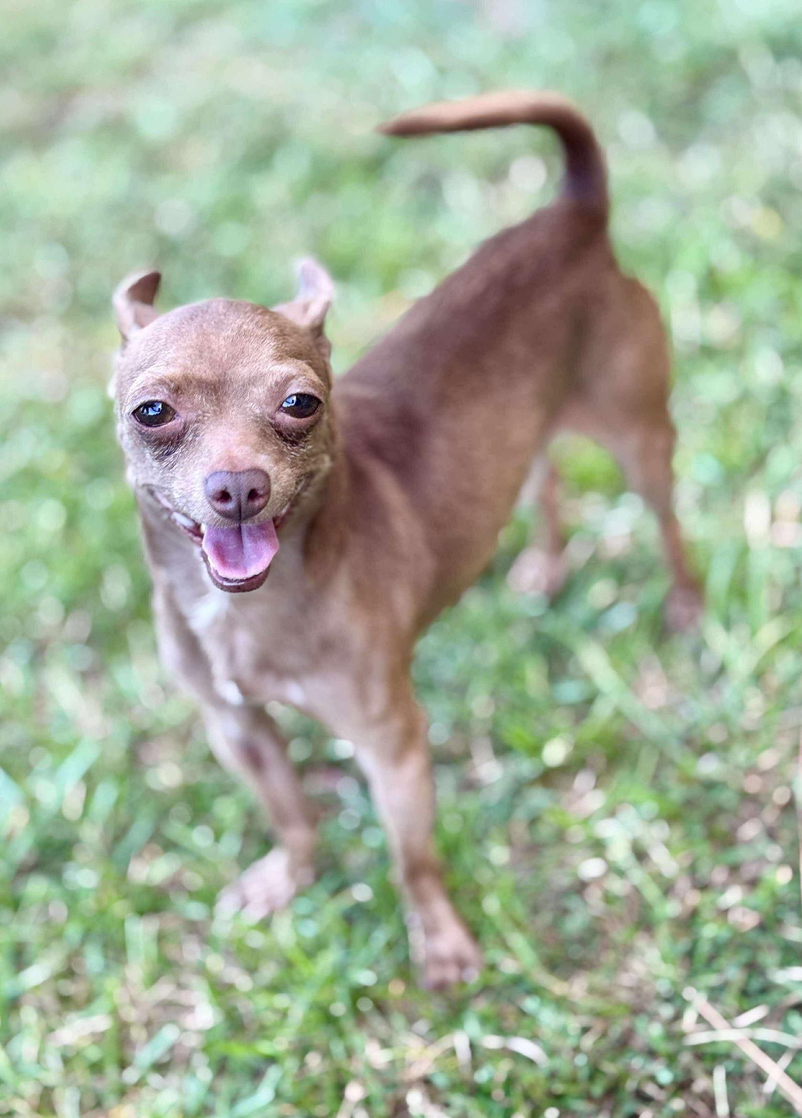 Kirby, a Adopted Chihuahua in Gulfport, MS image 3/3