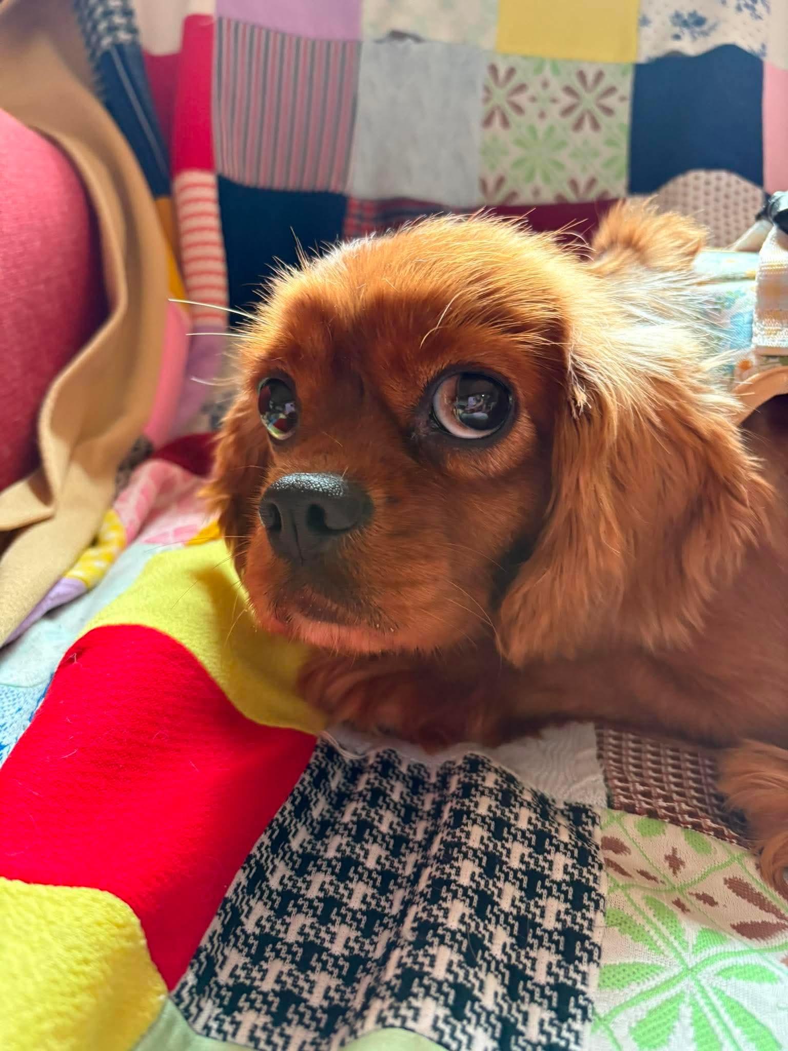 Jam, a Adoptable Cavalier King Charles Spaniel in Richmond, KY image 1/3