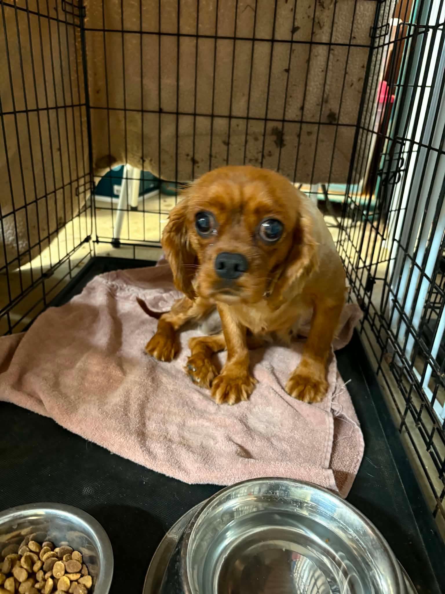 Jam, a Adoptable Cavalier King Charles Spaniel in Richmond, KY image 2/3