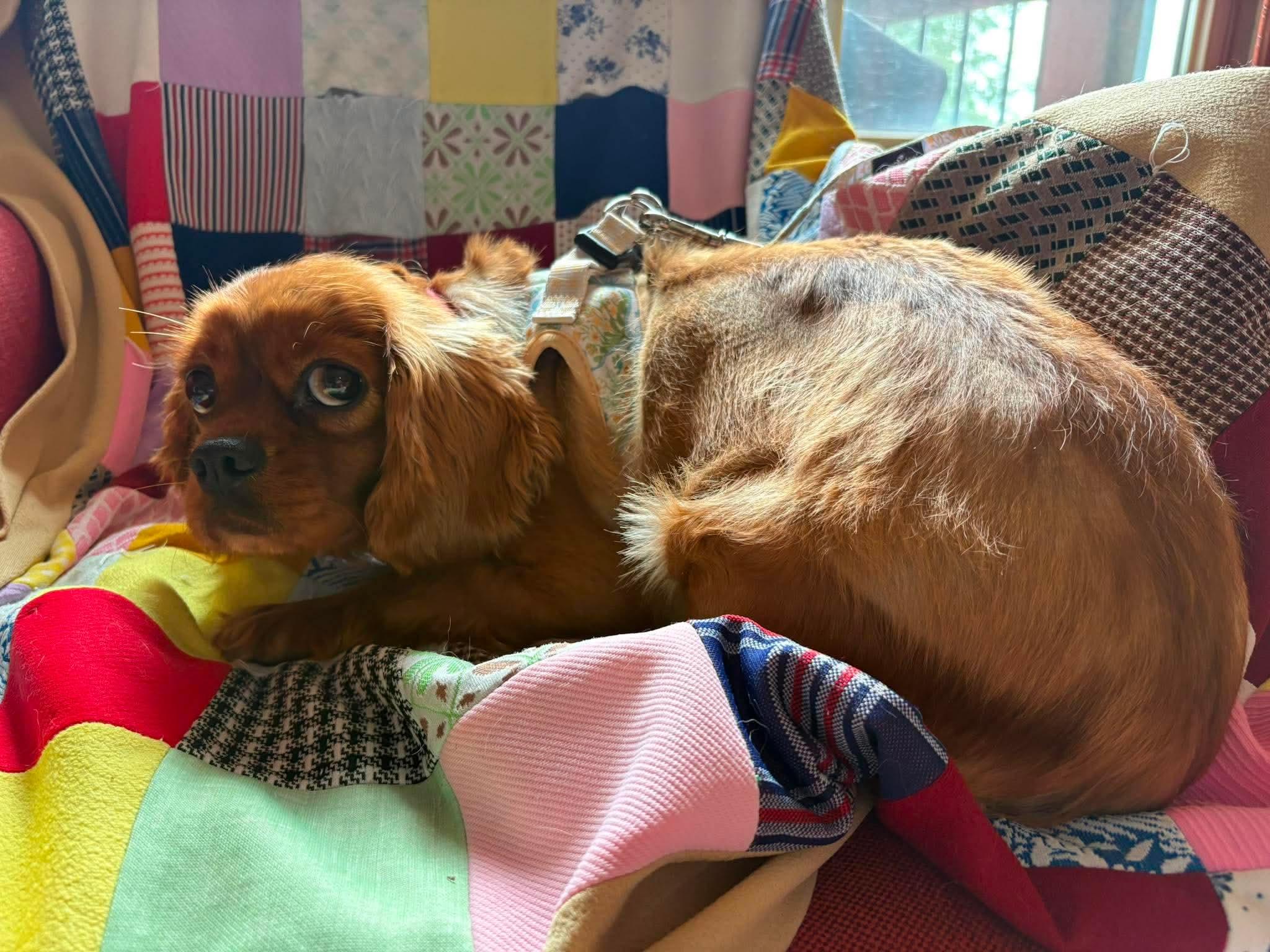 Jam, a Adoptable Cavalier King Charles Spaniel in Richmond, KY image 3/3