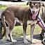 Enlarge Montana, a Adoptable mixed breed in Rainbow City, AL image 3/4