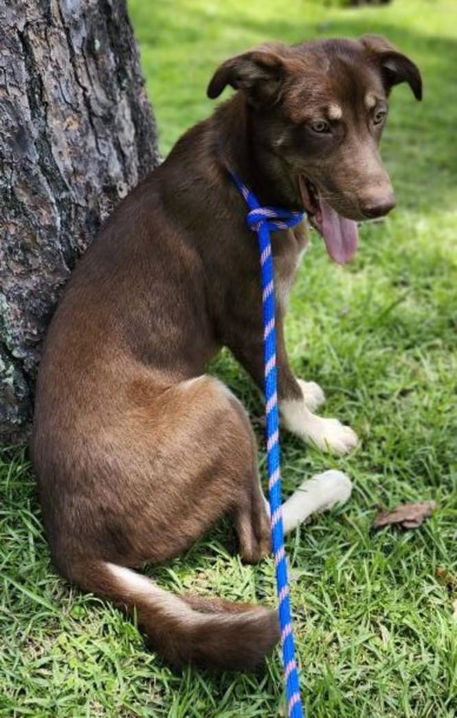 Enlarge Montana, a Adoptable mixed breed in Rainbow City, AL image 1/4
