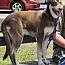 Enlarge Montana, a Adoptable mixed breed in Rainbow City, AL image 4/4