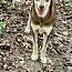 Enlarge Montana, a Adoptable mixed breed in Rainbow City, AL image 2/4