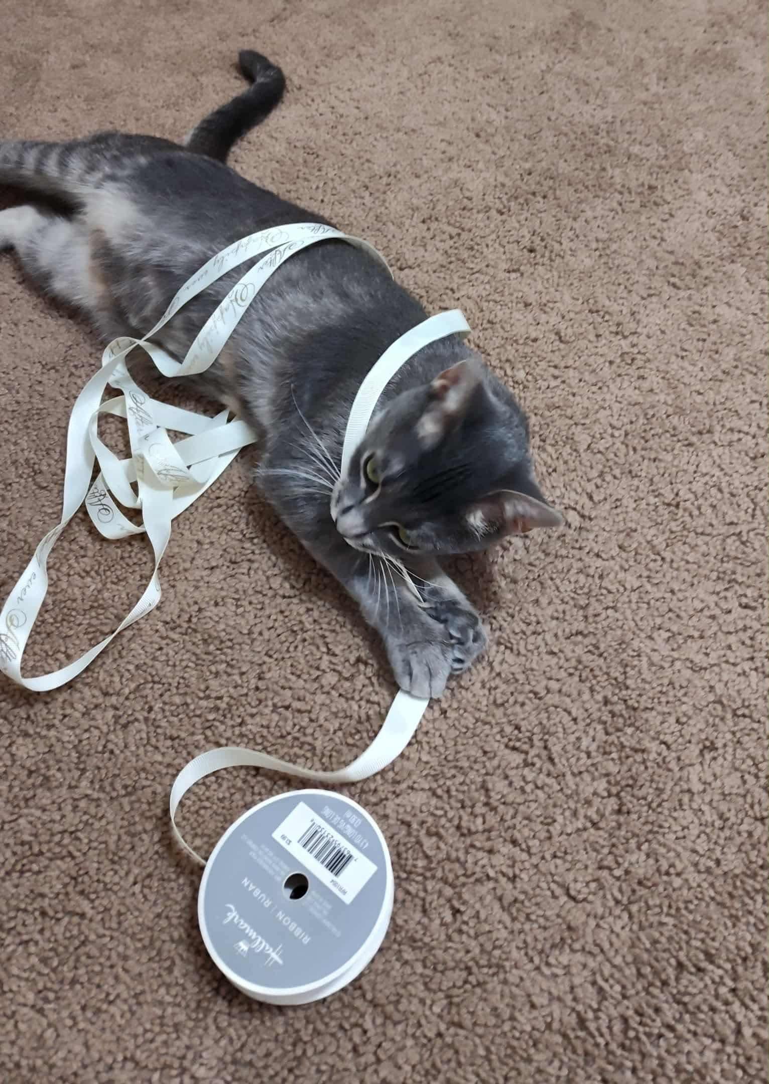 Florentine: Not at shelter (Pat), Adoptable, Adult Female Domestic Short Hair.