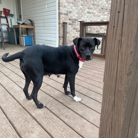 Pepper — thumbnail 3