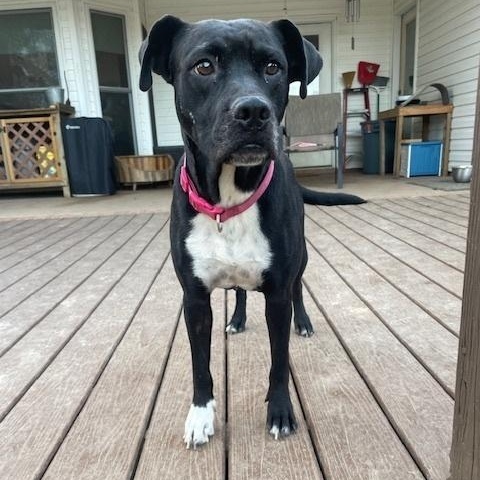 Pepper — thumbnail 5