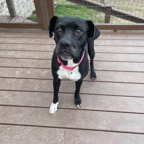 Pepper — thumbnail 6