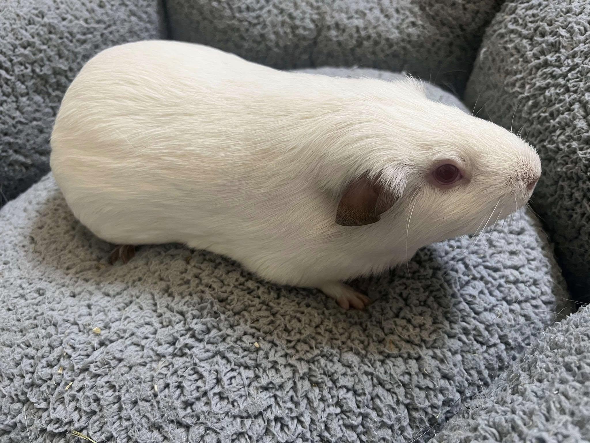 Enlarge Blizzard & Neapolitan, a Adoptable Guinea Pig in Oakley, CA image 1/3